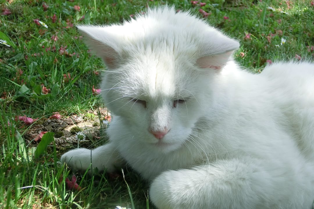 Kater Tony Gästehaus Kaltbachhäusl