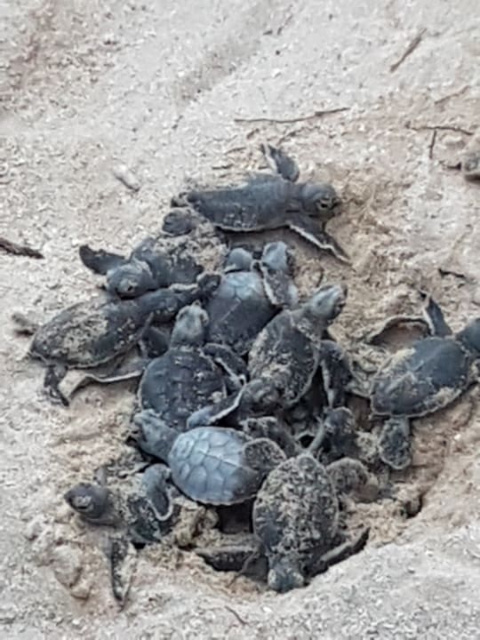 Sonstiges Akumal Bay Beach & Wellness Resort