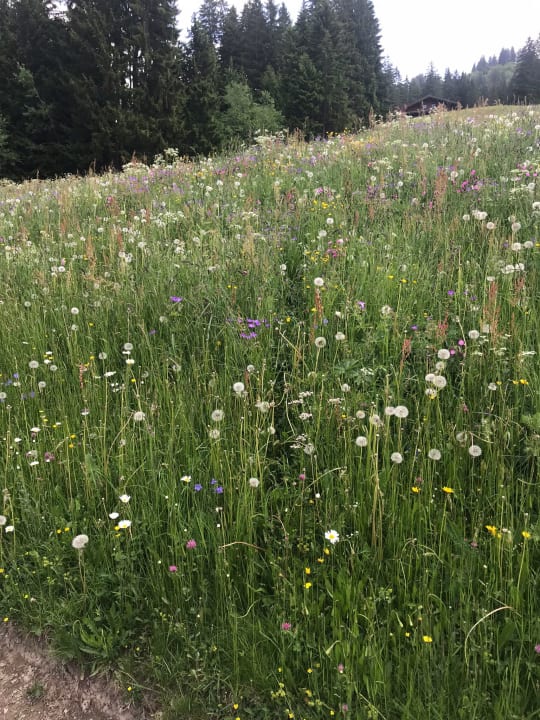 Ausblick MAISON HORNBERG