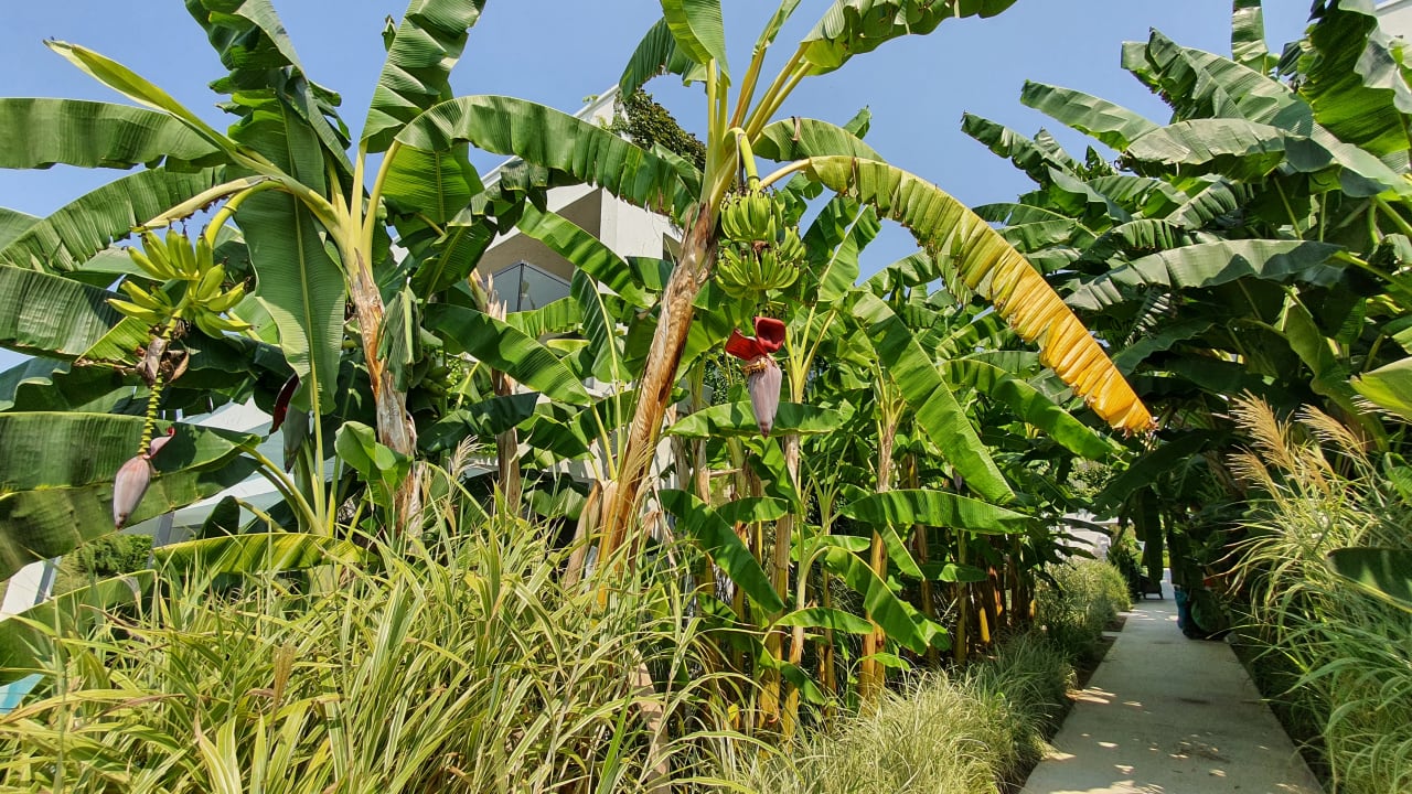 Gartenanlage Paloma Finesse