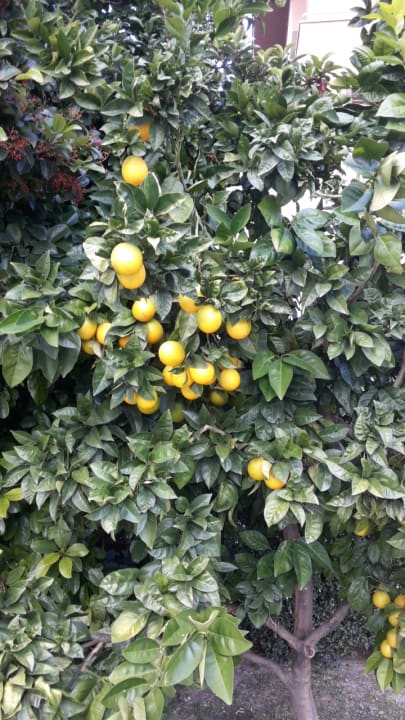 Sonstiges Sunis Kumköy Beach Resort Hotel & Spa