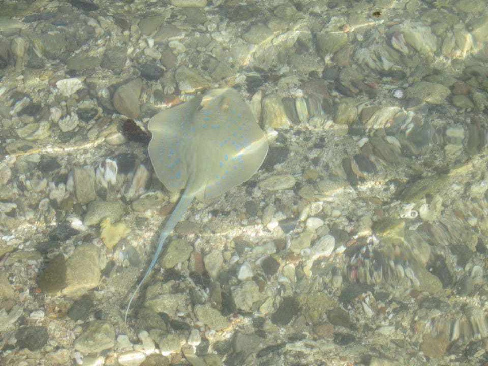 Hausrochen Steigenberger Coraya Beach - Adults only