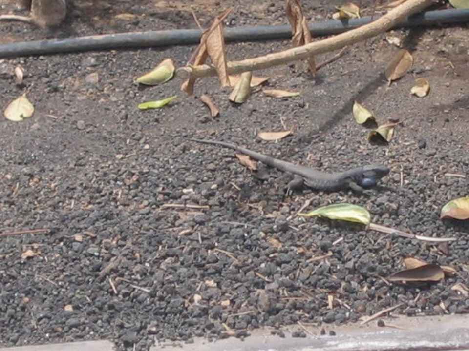Gekko La Palma Princess