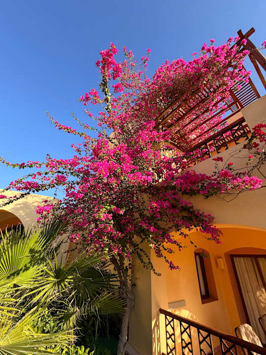 Gartenanlage Steigenberger Coraya Beach - Adults only