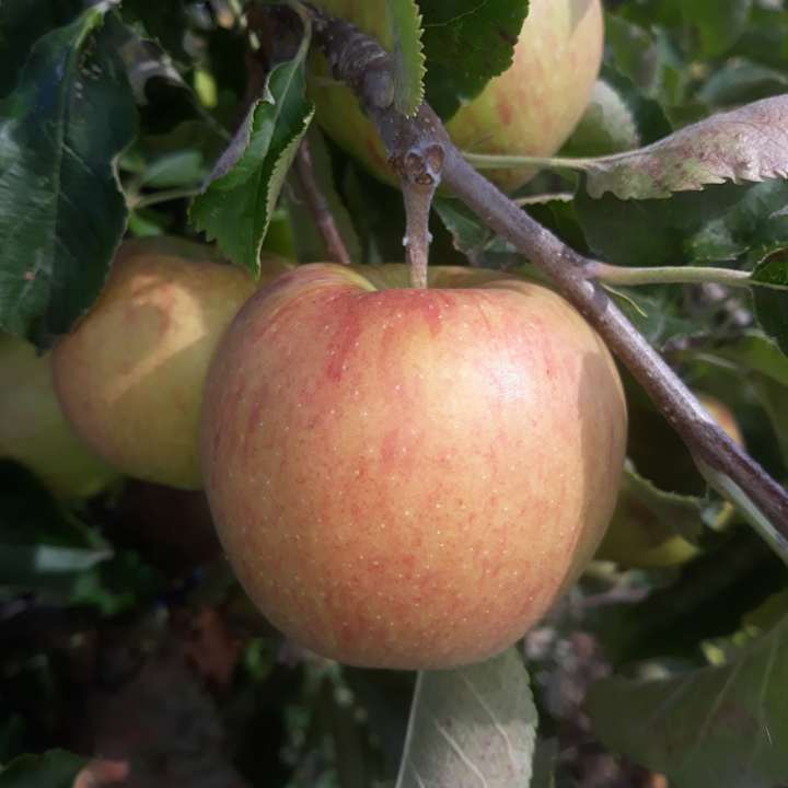 Gartenanlage Ferienwohnung Ferien in der Apfelscheune