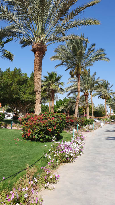 Gartenanlage Desert Rose
