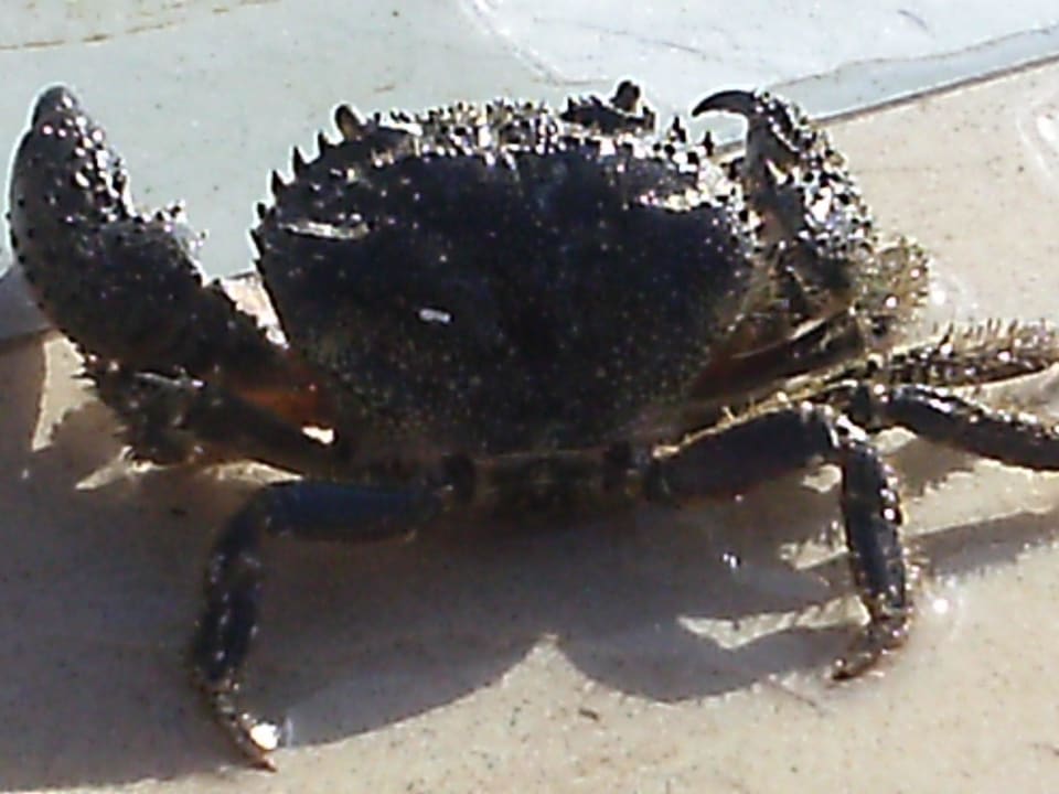 Eine Krabbe gefangen Hotel El Mouradi Djerba Menzel