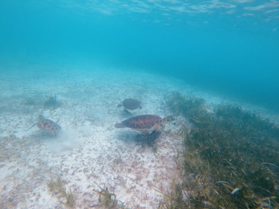 Strand Akumal Bay Beach & Wellness Resort