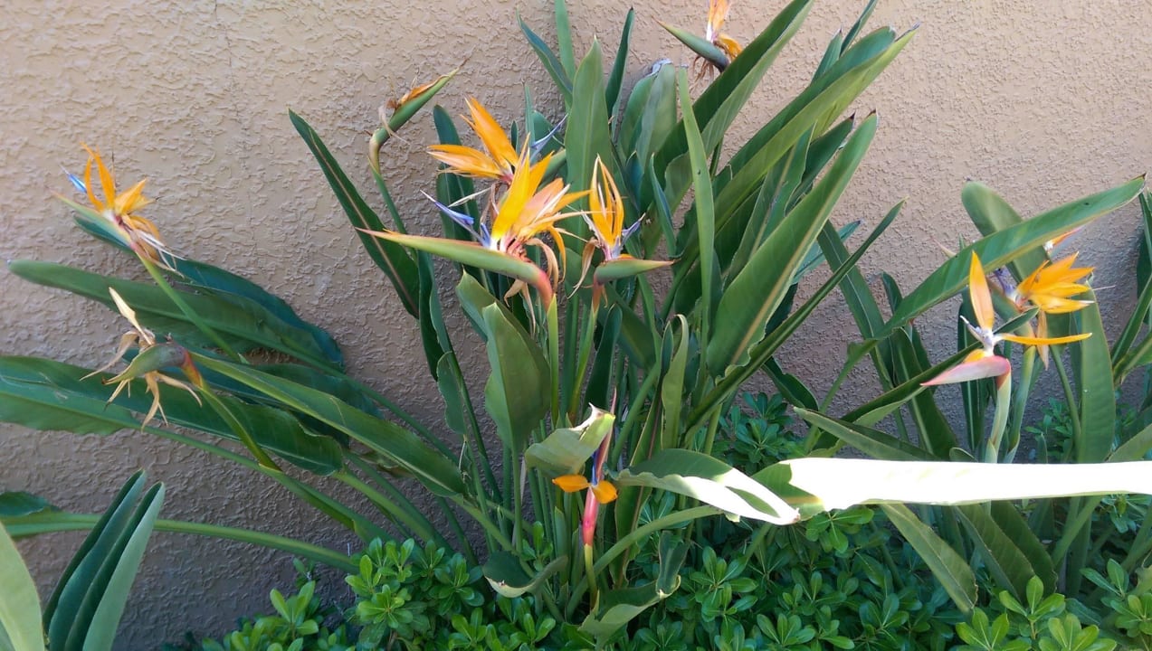 Отель Voyage Belek Golf & Spa