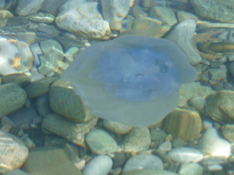 Qualle alltoura Club Hotel Poseidon Palace