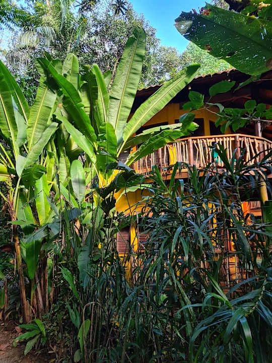 Zimmer Playa Nicuesa Rainforest Lodge