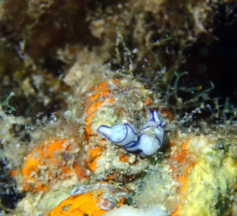Sport & Freizeit Hotel Coral Garden