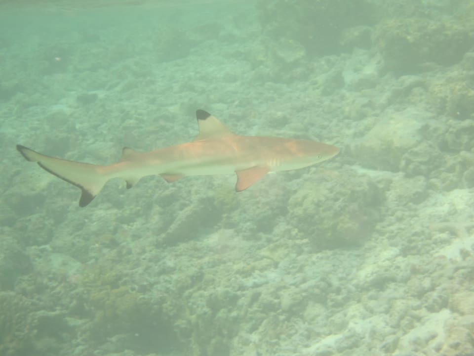 Schwarzspitzenriffhai Adaaran Select Hudhuran Fushi - Premium All Inclusive