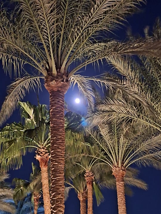 Gartenanlage Golden Beach Resort
