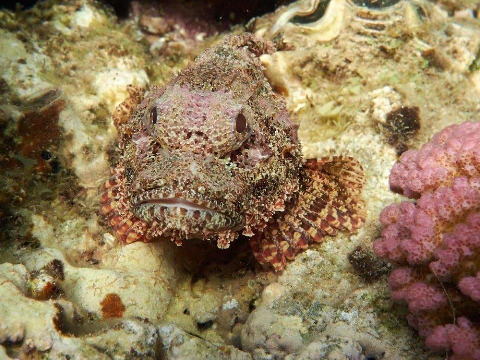 Bärtiger Drachenkopf  Malikia Resort Abu Dabbab