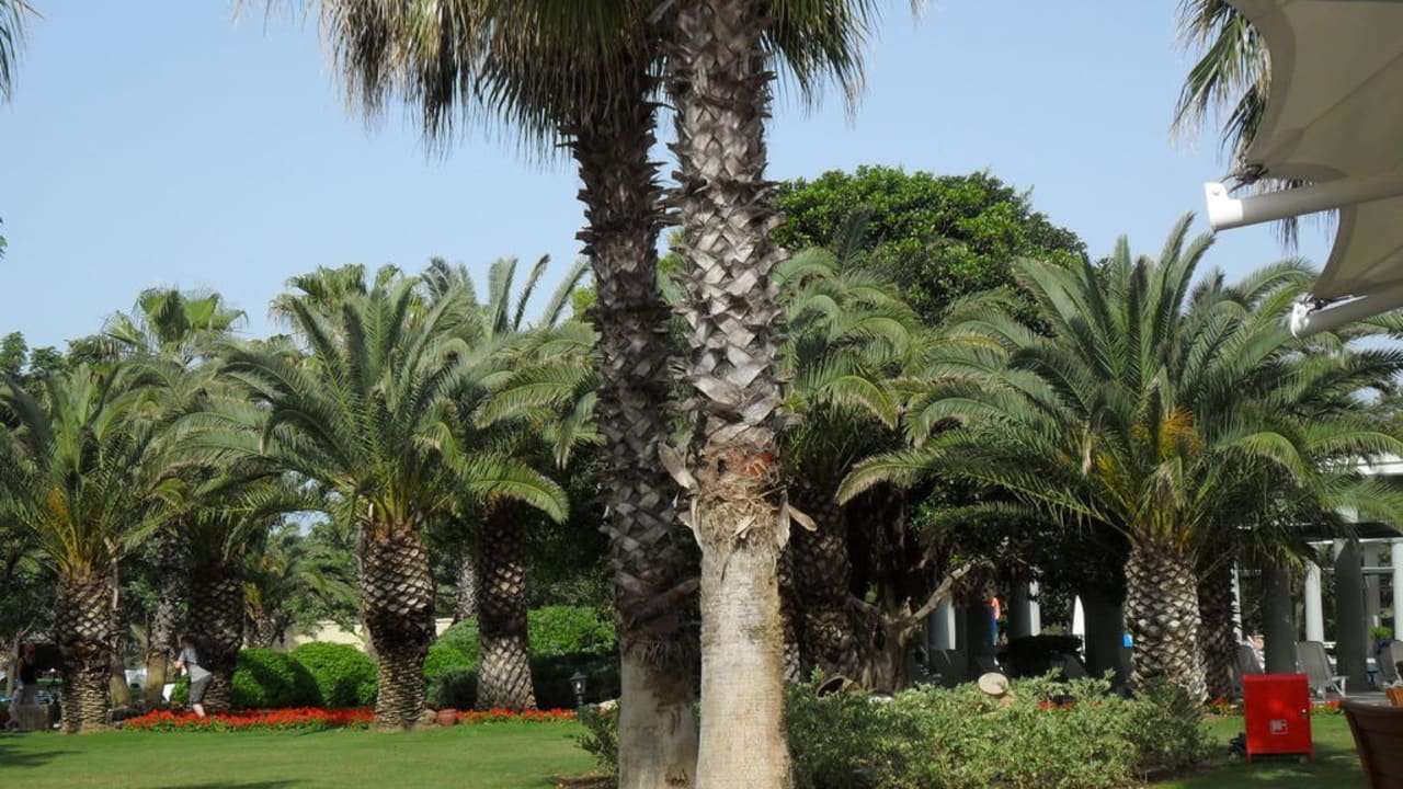 Palmen, Palmen, Palmen TUI Magic Life Belek
