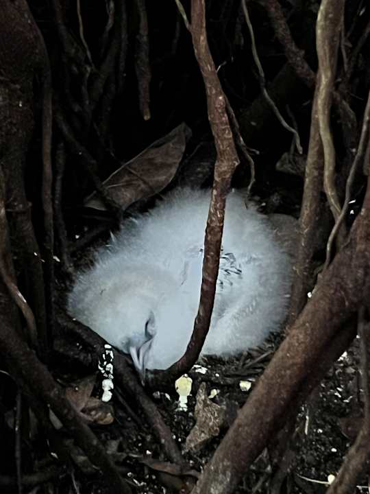 Sonstiges Kuredu Island Resort & Spa