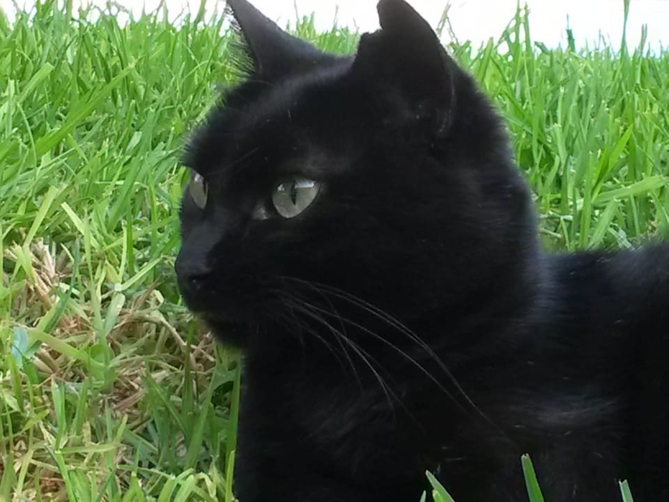  Joy Phãea Cretan Malia