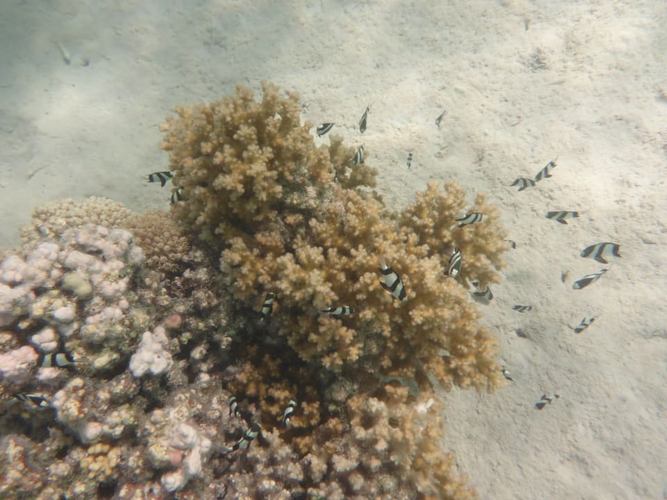 Strand Hotel Gorgonia Beach Resort