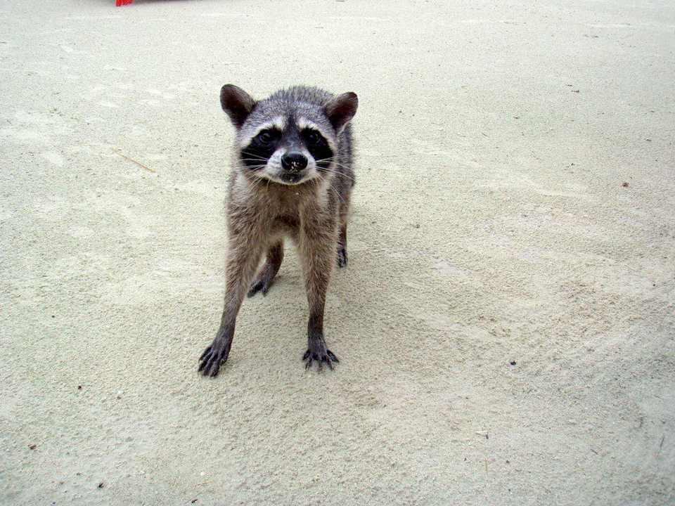 Waschbär Grand Palladium Select White Sand Resort & Spa