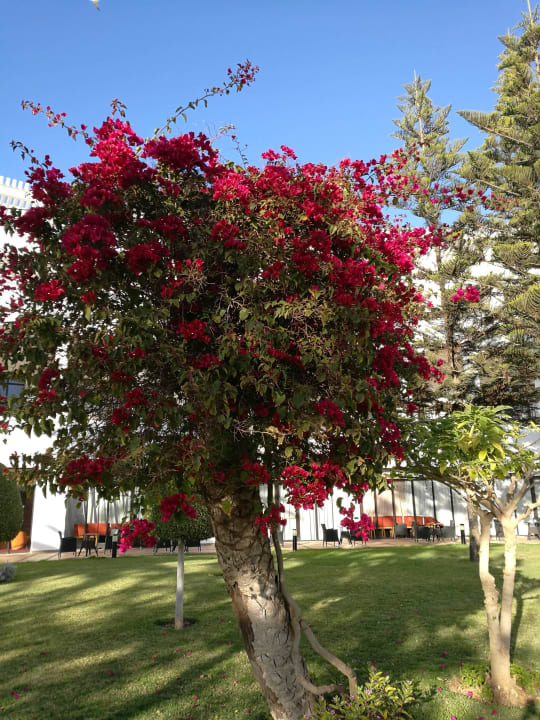 Schöne Pflanzen Iberostar Waves Founty Beach