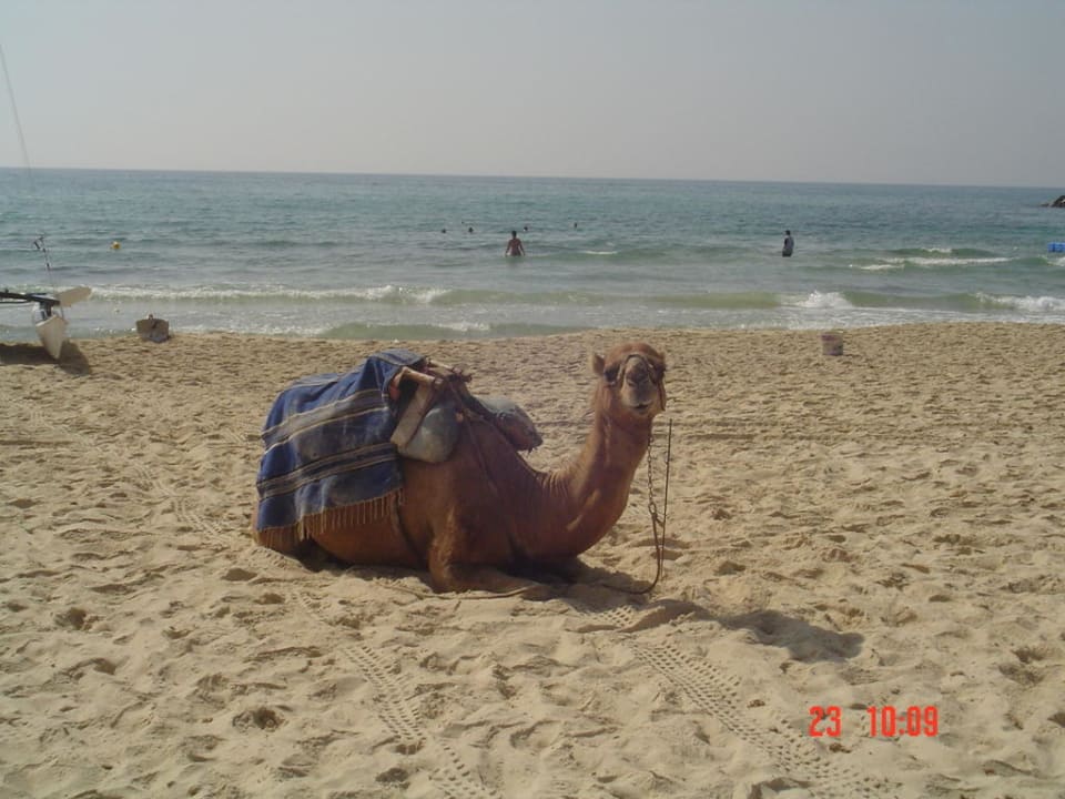 Kamel am Strand Occidental Marco Polo