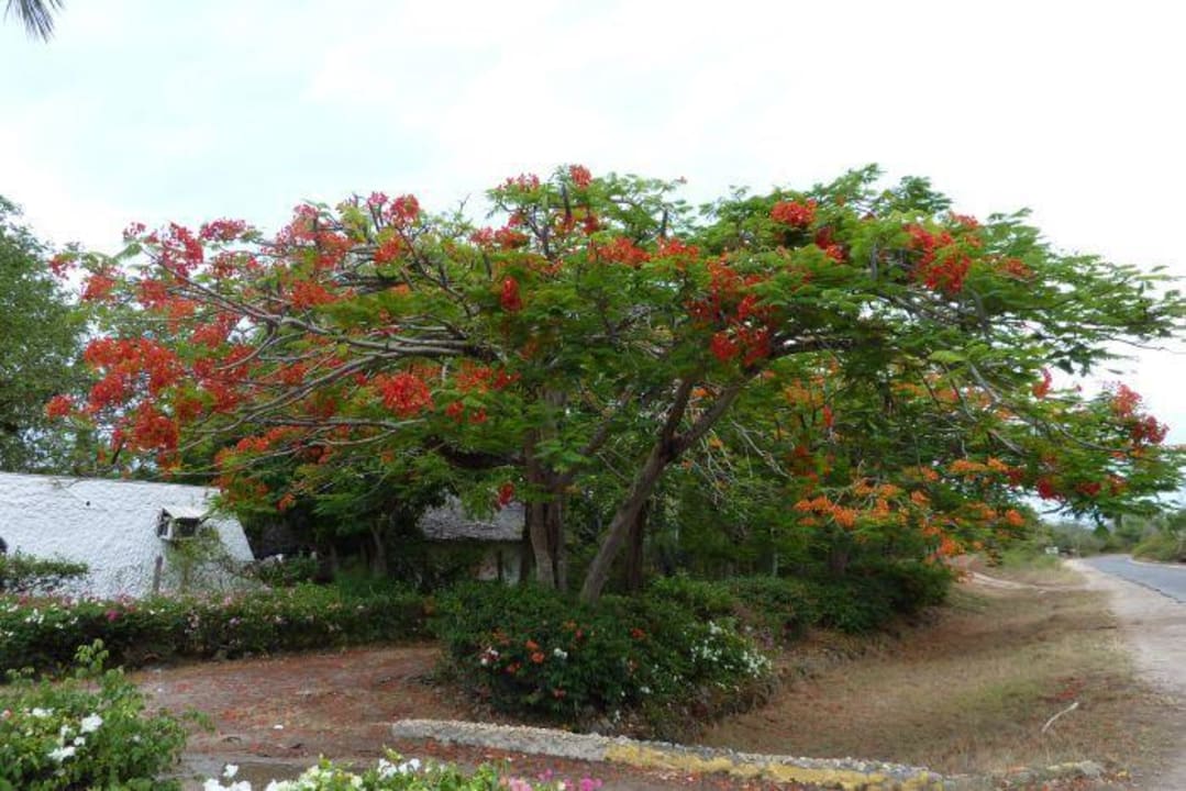 Flamboyant vor dem Eingang zur DSL Hotel Diani Sea Lodge
