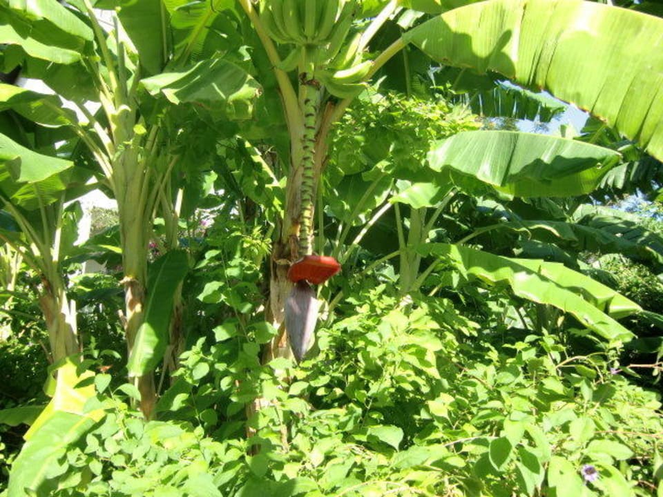 Bananenboom Sealife Buket Resort & Beach