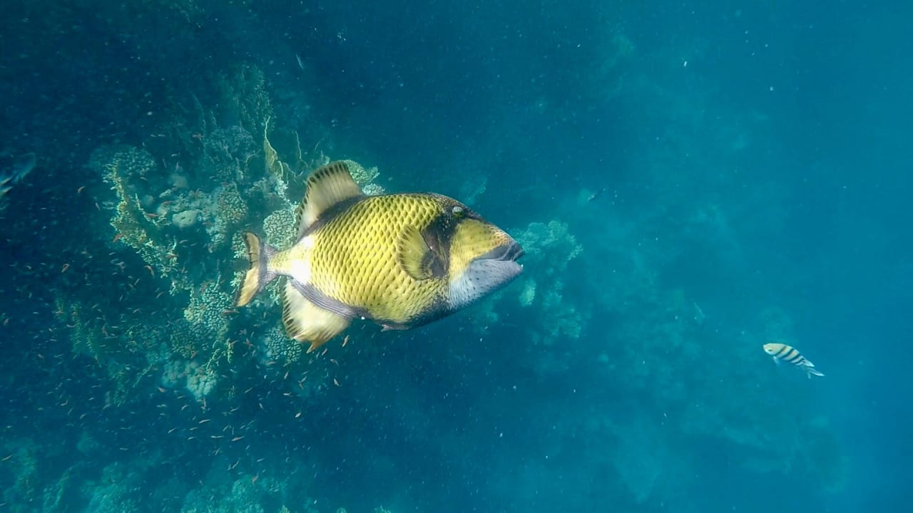 Strand Pickalbatros Sands Hotel - Port Ghalib