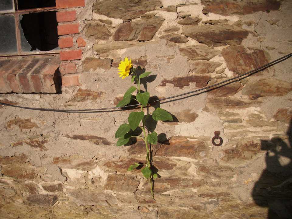 Einsame Sonnenblume Landgasthaus Alter Posthof