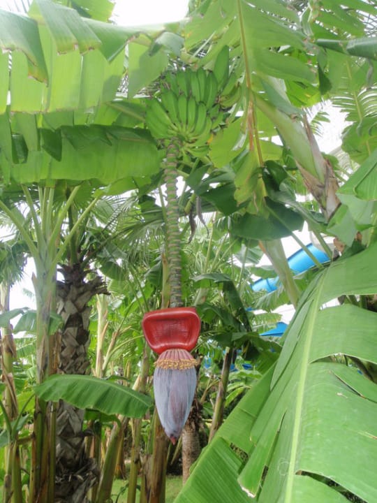 Bananenbäume in der Gartenanlage Hotel Miracle Resort