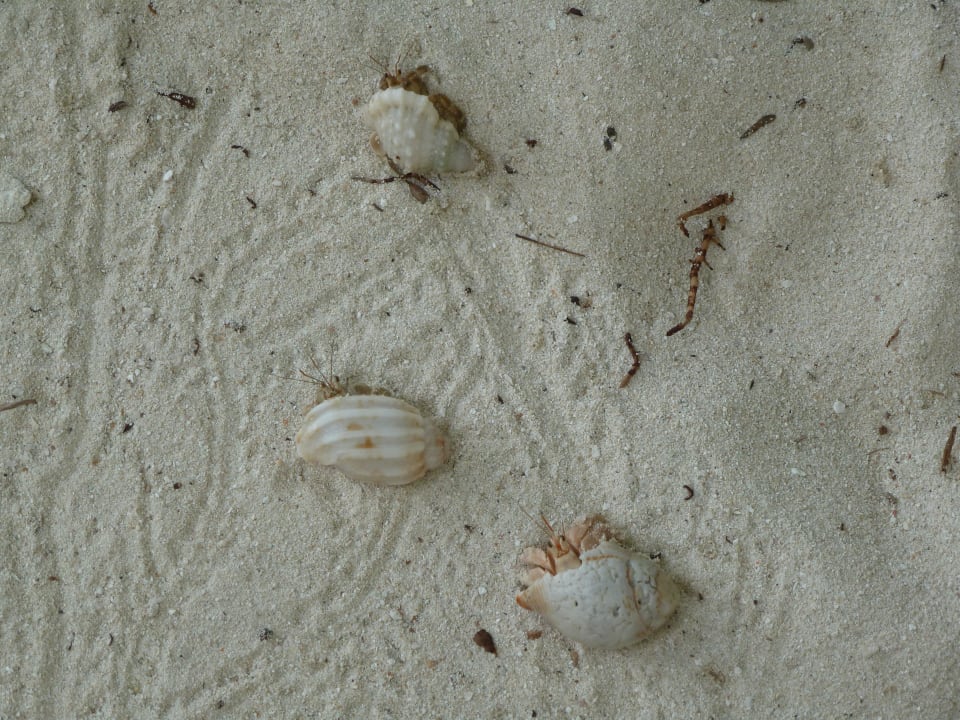 ...fast alle Muscheln haben Bewohner Kuramathi Maldives