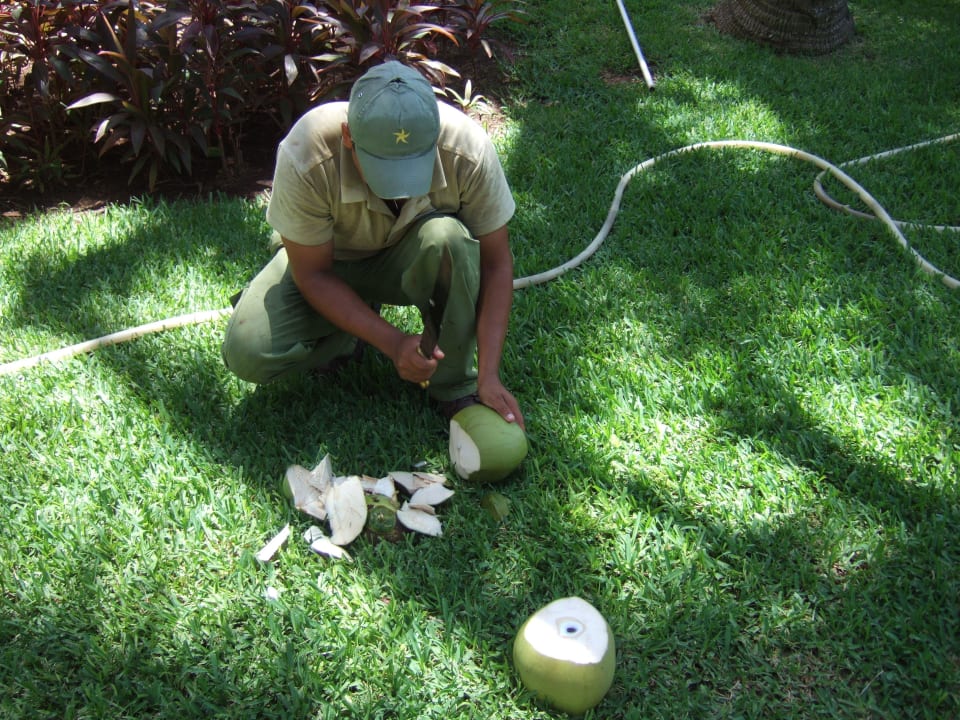 Kokosnüsse Iberostar Waves Paraiso Beach