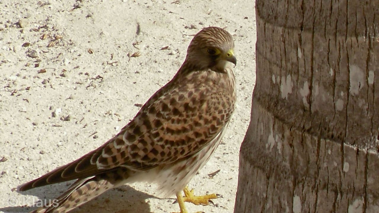Falke? Summer Island Maldives
