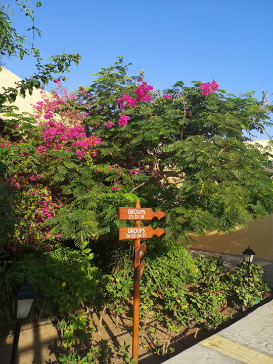 Gartenanlage Steigenberger Coraya Beach - Adults only