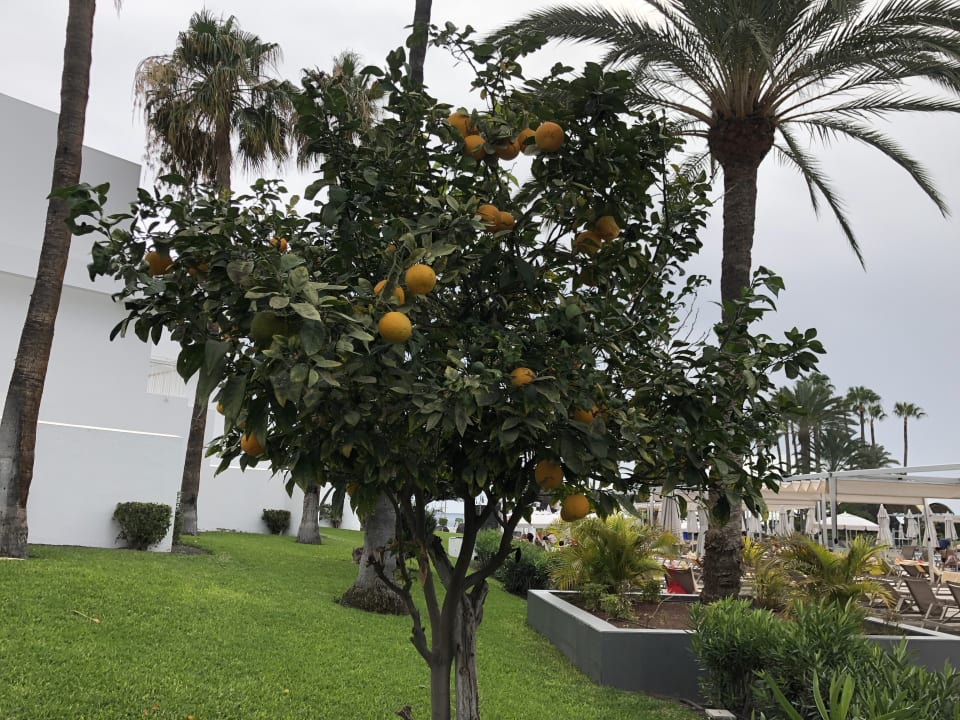 Gartenanlage Hotel Riu Paraiso Lanzarote