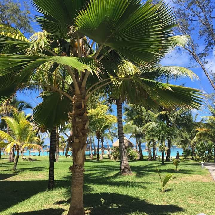 Gartenanlage Crystals Beach Resort Belle Mare, a member of Radisson Individuals