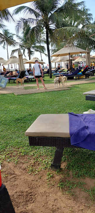 Gartenanlage Club Hotel Dolphin