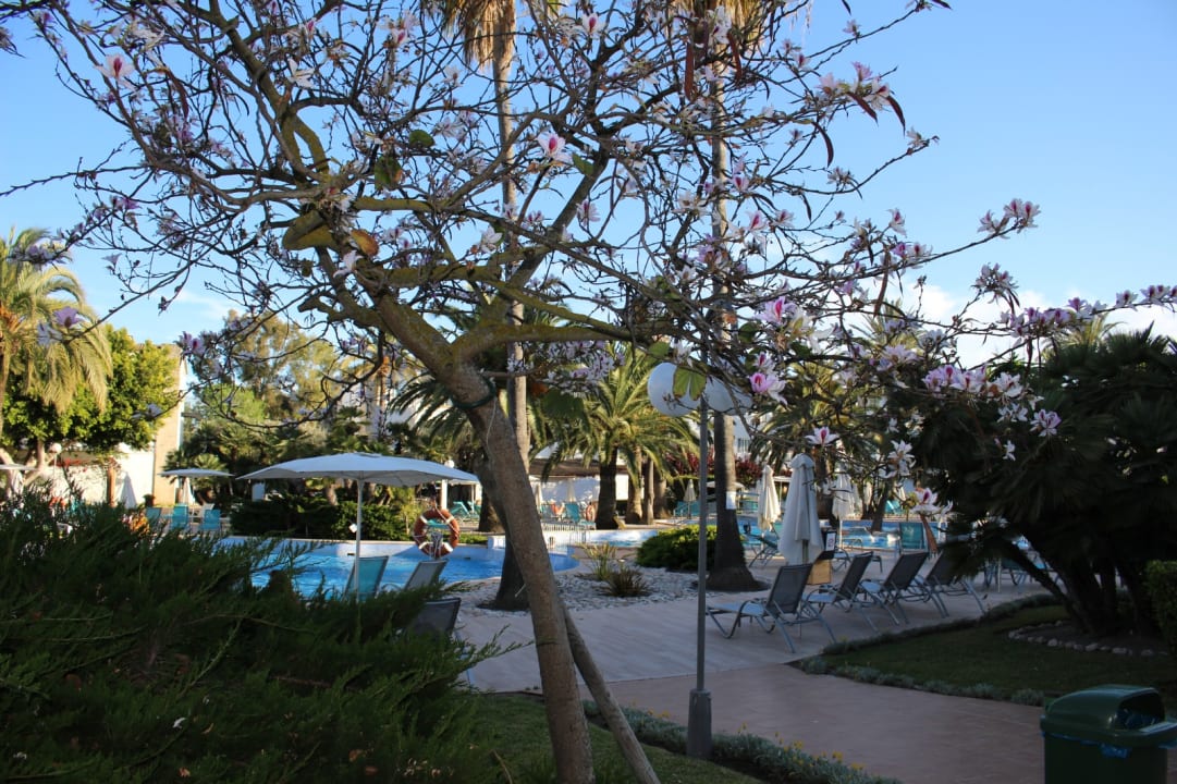 Pool Alcudia Garden Aparthotel