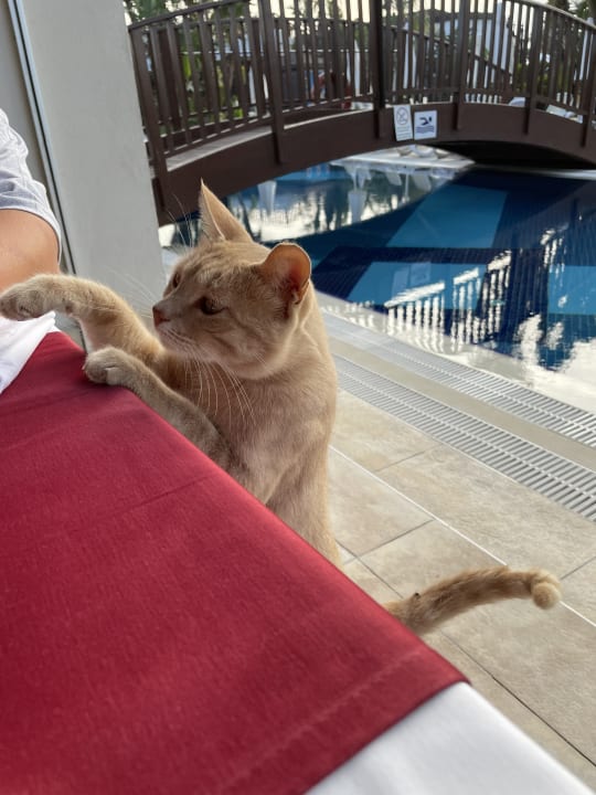 Sonstiges Sunis Evren Beach Resort Hotel & Spa