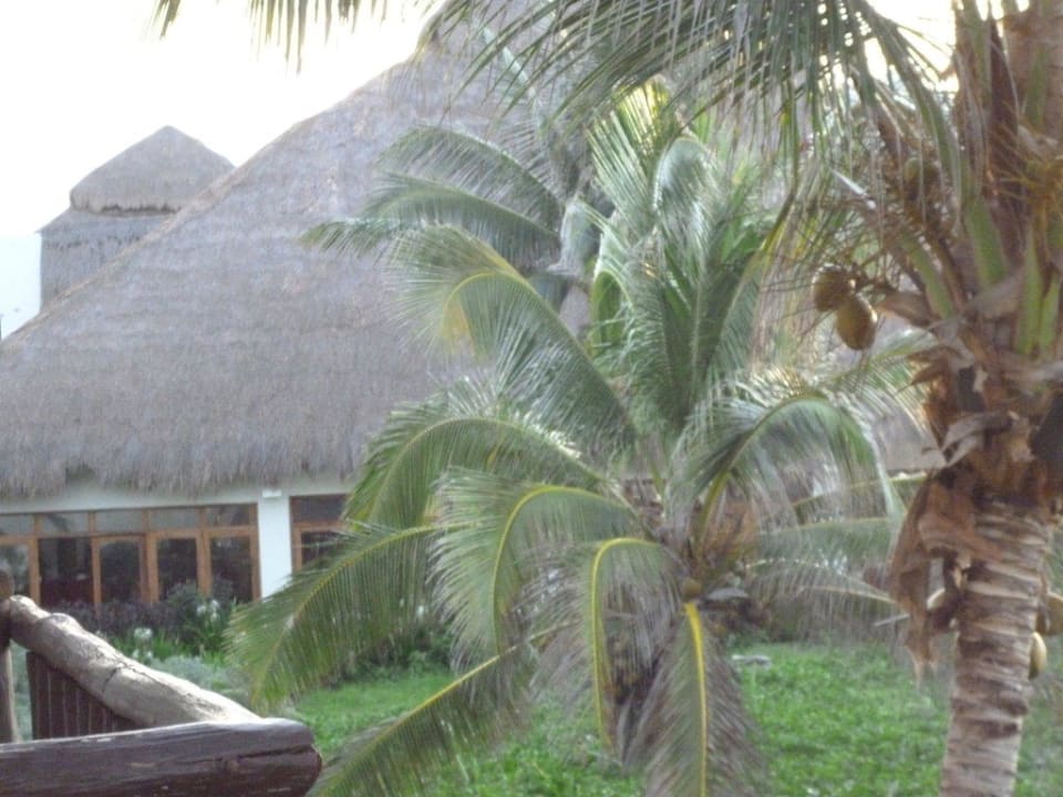 Toit du restaurant Akumal Bay Beach & Wellness Resort