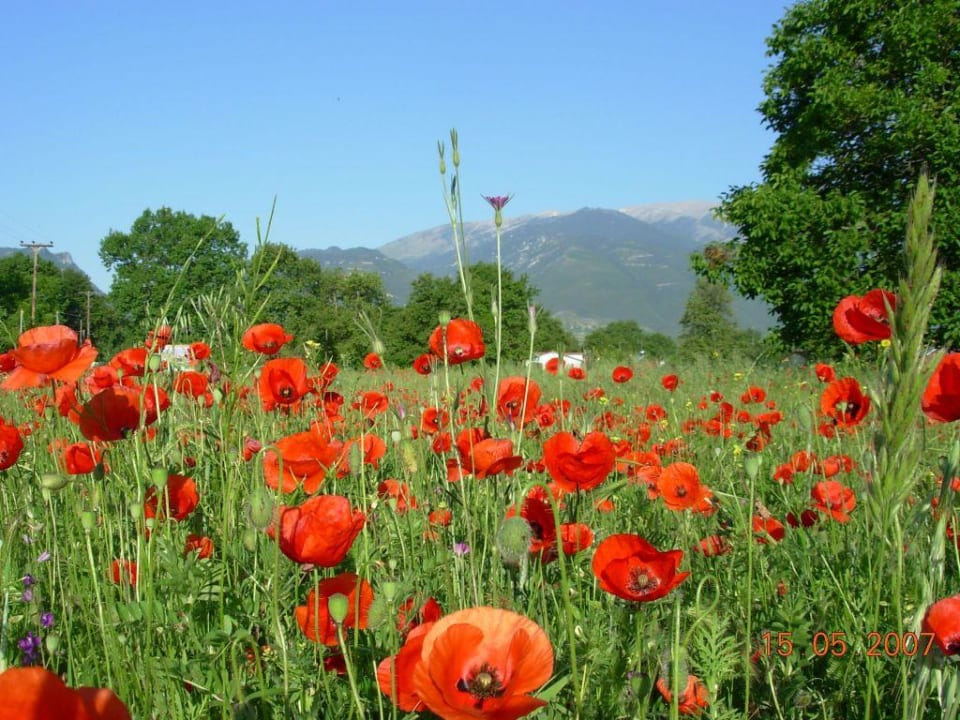 Widok z przed hotelu na olimp alltoura Club Hotel Poseidon Palace