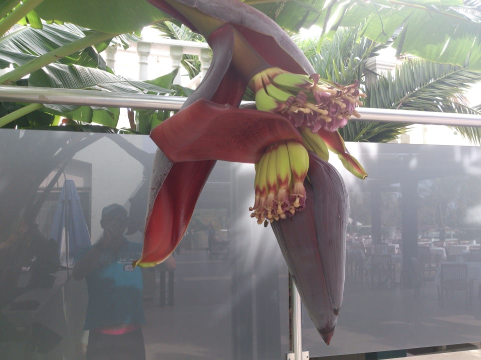 Bananen Sealife Buket Resort & Beach