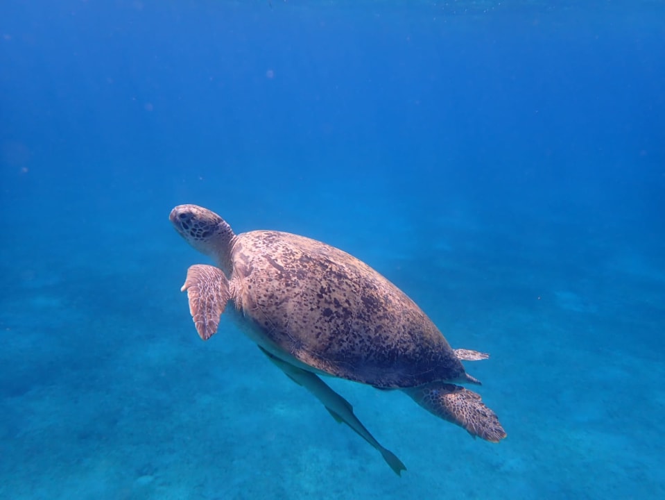 Sport & Freizeit Steigenberger Coraya Beach - Adults only