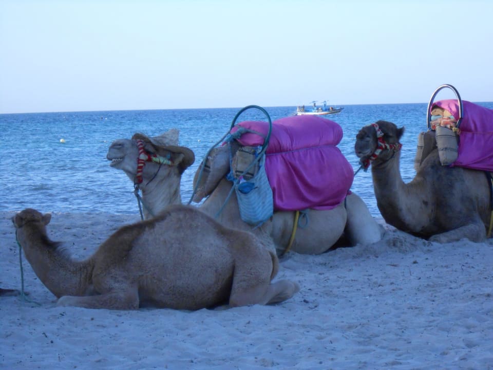 Du wollen reiten Kamel? Djerba Sun Beach Hotel & Spa