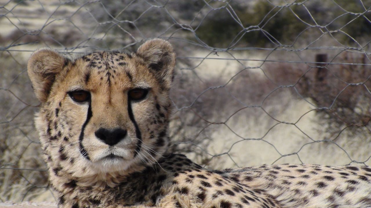 Der Gepard im Gehege Hammerstein Lodge & Camp