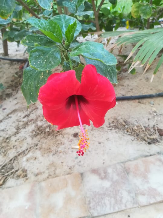 Gartenanlage Fantazia Resort Marsa Alam