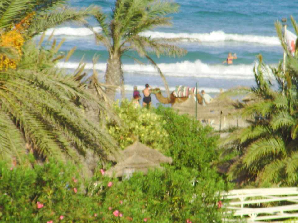 Die Strandkamele Mama mit Kind Mahdia Beach & Aquapark