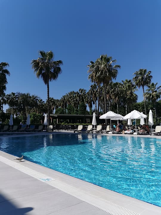 Pool Royal Atlantis Beach Hotel