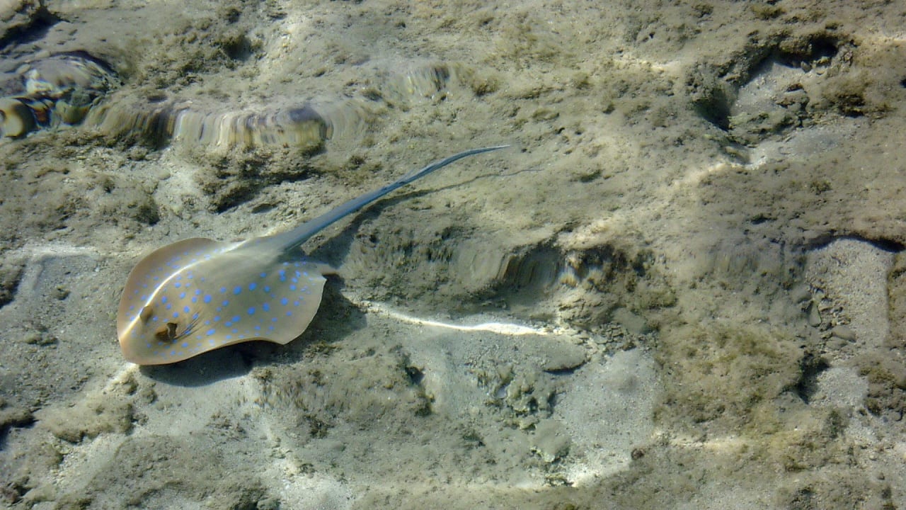Stachelrochen direkt am Strand Stella Garden Resort & Spa, Makadi Bay